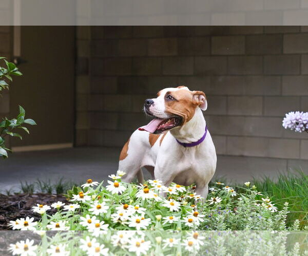 Medium Photo #12 Mutt Puppy For Sale in  Gainesville, FL, USA