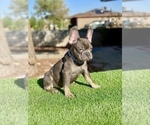 Small #3 French Bulldog
