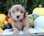 Small #2 Maltipoo-Poodle (Toy) Mix