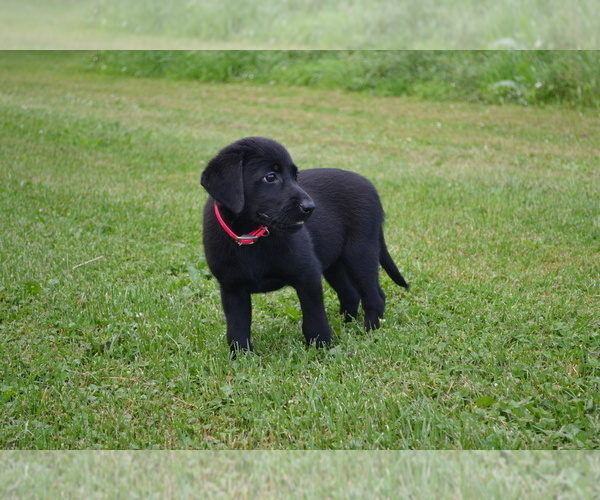 Medium Photo #29 Labrador Retriever Puppy For Sale in GREENWOOD, WI, USA