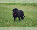 Small Photo #29 Labrador Retriever Puppy For Sale in GREENWOOD, WI, USA
