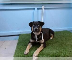 Gerberian Shepsky Dogs for adoption in Downey, CA, USA