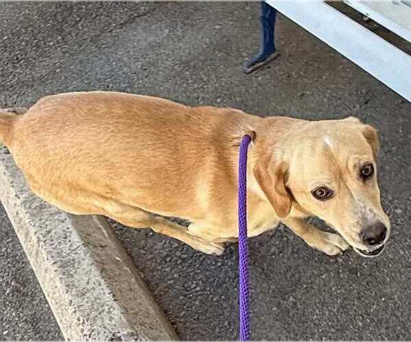 Medium Photo #10 Labrador Retriever-Unknown Mix Puppy For Sale in San Diego, CA, USA
