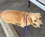 Small #9 Labrador Retriever Mix