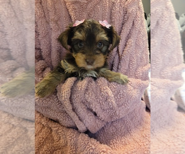 Medium Photo #8 Yorkshire Terrier Puppy For Sale in RHOADESVILLE, VA, USA