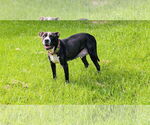 Small #1 American Pit Bull Terrier Mix