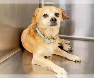 Beagle-Unknown Mix Dogs for adoption in Houston, TX, USA