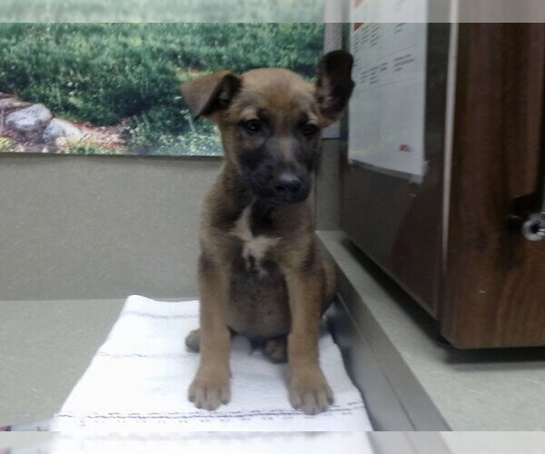 Medium Photo #1 Mutt Puppy For Sale in Moreno Valley, CA, USA