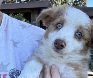 Miniature Australian Shepherd Puppy for sale in ELK GROVE, CA, USA