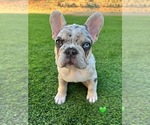 Small Photo #6 French Bulldog Puppy For Sale in PLEASANTON, CA, USA