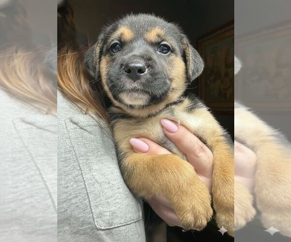 Medium Photo #1 Labrador Retriever-Unknown Mix Puppy For Sale in The Woodlands, TX, USA