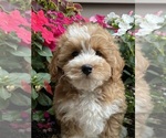 Small #2 Coton de Tulear-Poodle (Toy) Mix