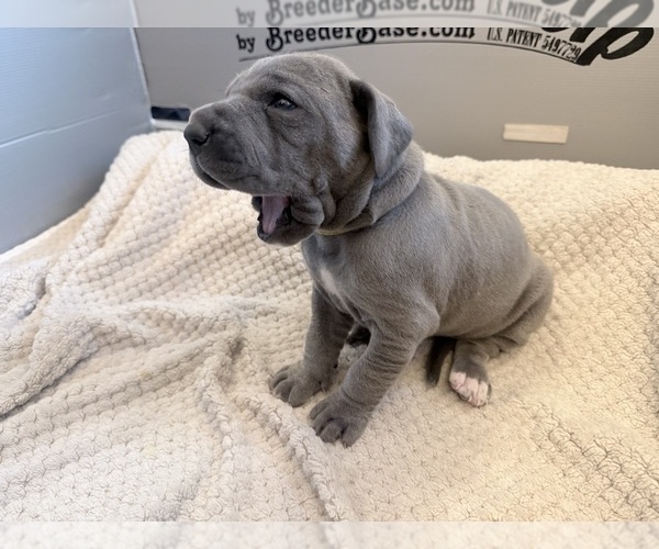 Medium Photo #11 Great Dane Puppy For Sale in OLATHE, CO, USA