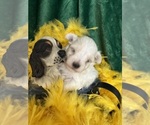 Small #4 Maltese