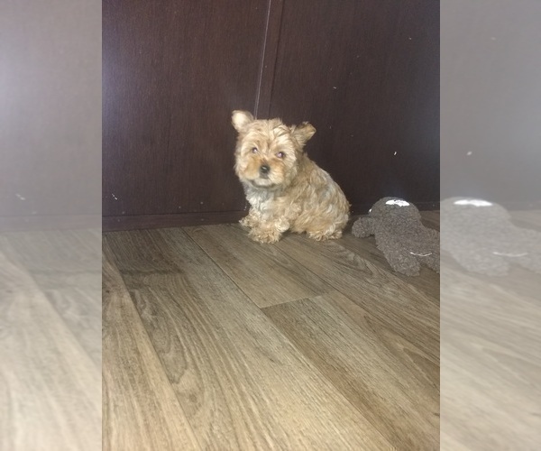 Medium Photo #5 Yorkshire Terrier Puppy For Sale in LAPEER, MI, USA