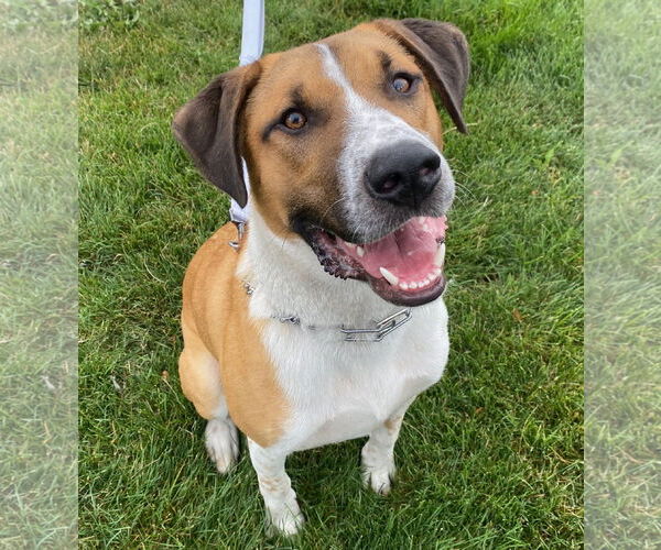 Medium Photo #6 Retriever -Unknown Mix Puppy For Sale in GILBERTS, IL, USA