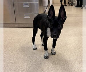 Mutt Dogs for adoption in Riverside, CA, USA