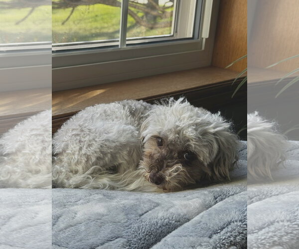 Medium Photo #3 Havamalt Puppy For Sale in St. Louis Park, MN, USA