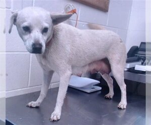 Chihuahua-Unknown Mix Dogs for adoption in San Bernardino, CA, USA