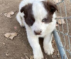 Border Collie Puppy for sale in HENDERSON, CO, USA