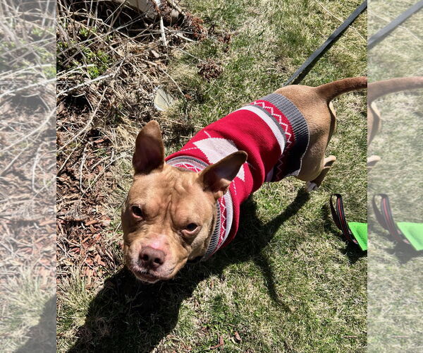 Medium Photo #10 American Pit Bull Terrier-Unknown Mix Puppy For Sale in Crete, IL, USA