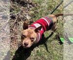 Small #9 American Pit Bull Terrier Mix