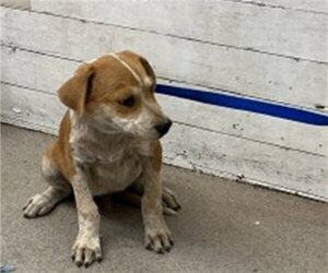 Mutt Dogs for adoption in San Bernardino, CA, USA