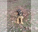 Small Photo #3 German Shepherd Dog Puppy For Sale in JASPER, AR, USA