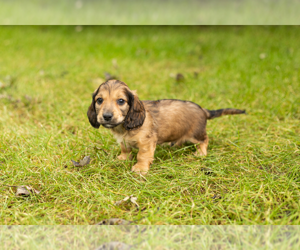 Medium Photo #1 Dachshund Puppy For Sale in MILFORD, IN, USA