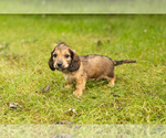 Puppy 2 Dachshund