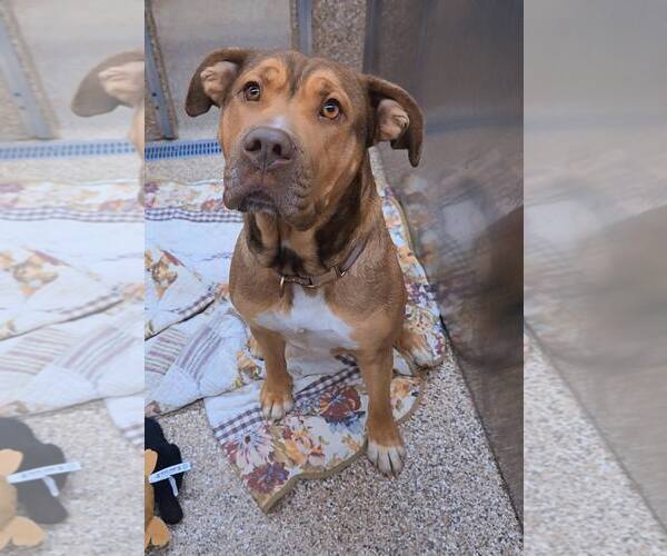 Medium Photo #3 Mastiff-Unknown Mix Puppy For Sale in Martinsburg, WV, USA