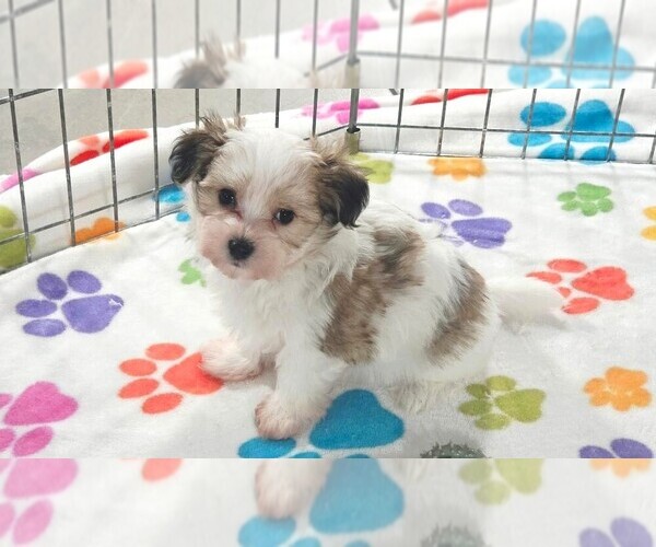 Medium Photo #8 Papitese Puppy For Sale in ORO VALLEY, AZ, USA