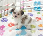 Bandit - Male Papitese Puppy for Sale - Photo #8