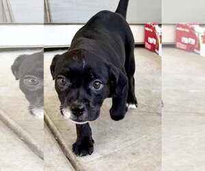 Bulldog-Staffordshire Bull Terrier Mix Dogs for adoption in Davis, CA, USA