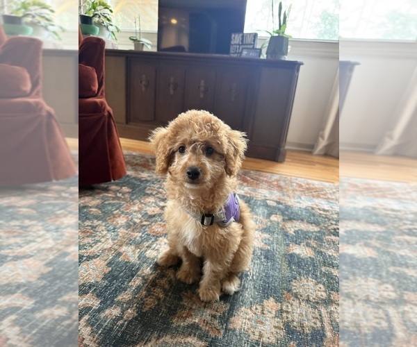 Medium Photo #6 Goldendoodle (Miniature) Puppy For Sale in AIKEN, SC, USA