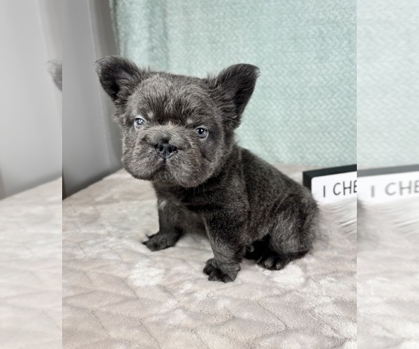 Medium Photo #4 French Bulldog Puppy For Sale in FRANKLIN, IN, USA