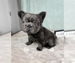 Small #3 French Bulldog