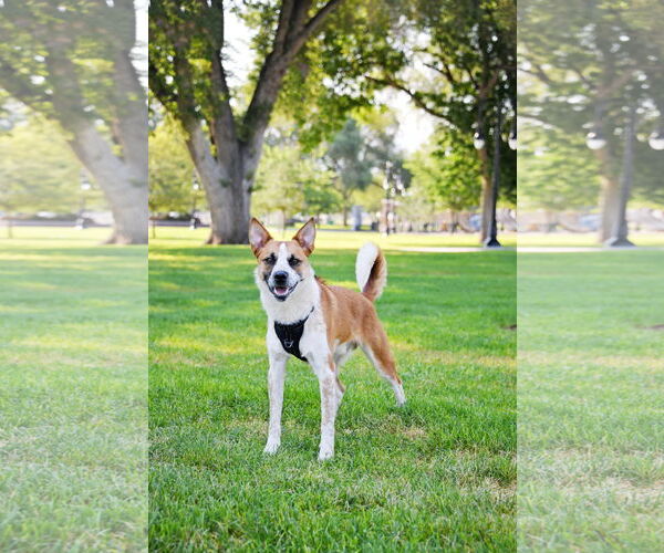 Medium Photo #8 Mutt Puppy For Sale in Sandy, UT, USA