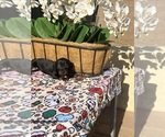 Puppy 4 Dachshund