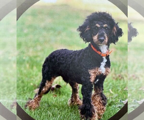 Medium Photo #1 Cavapoo (Miniature) Puppy For Sale in KINZERS, PA, USA