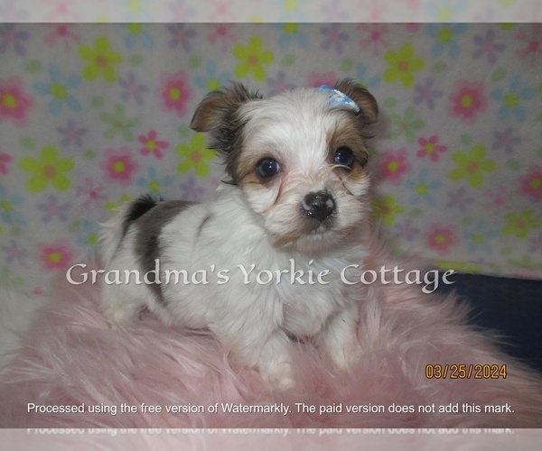 Medium Photo #4 Yorkshire Terrier Puppy For Sale in GALVA, IL, USA
