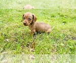 Small #14 Dachshund