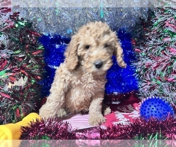 Medium Photo #3 Poodle (Miniature) Puppy For Sale in DURHAM, CT, USA