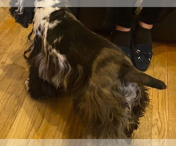 Medium Photo #3 Cocker Spaniel Puppy For Sale in Flushing, NY, USA