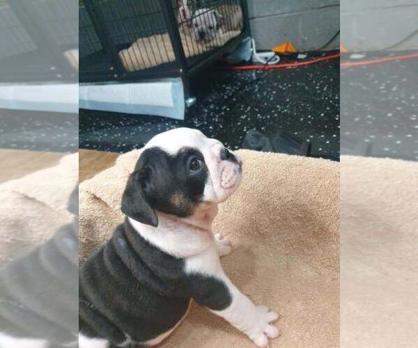 Medium Photo #2 English Bulldog Puppy For Sale in NORFOLK, VA, USA