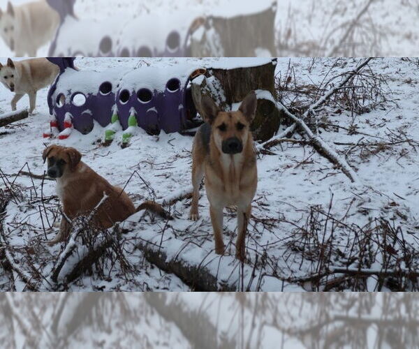 Medium Photo #7 German Shepherd Dog Puppy For Sale in Sebec, ME, USA