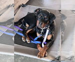 Small #3 Rottweiler