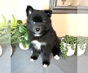 Pomsky Puppy for sale in DE SOTO, KS, USA