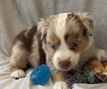 Small Photo #1 Miniature Australian Shepherd Puppy For Sale in ARDMORE, OK, USA