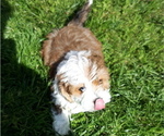 Small Photo #10 Mal-Shi-YorkiePoo Mix Puppy For Sale in ROCKVILLE, MD, USA